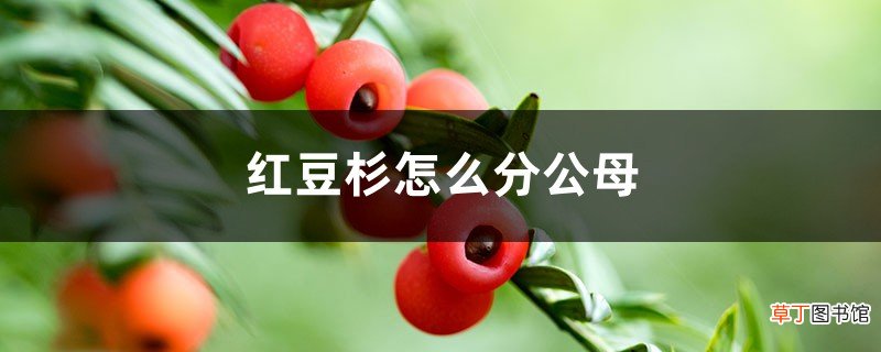 红豆杉怎么分公母,哪个更好