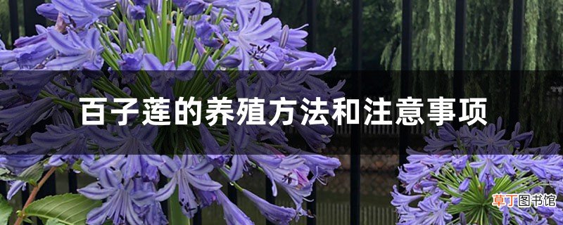 百子莲的养殖方法和注意事项