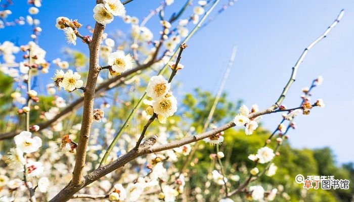 秦皇岛春季赏花去哪里 推荐秦皇岛春季赏花好去处