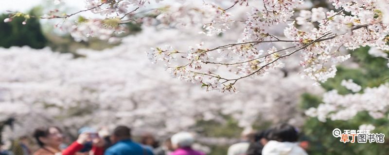 秦皇岛春季赏花去哪里 推荐秦皇岛春季赏花好去处