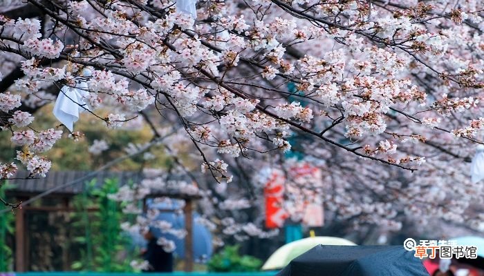秦皇岛春季赏花去哪里 推荐秦皇岛春季赏花好去处