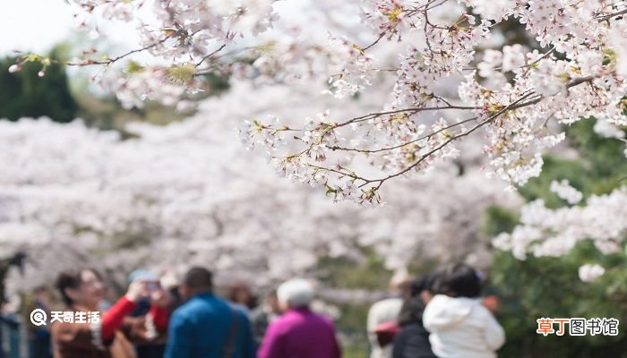 包头市春季赏花去哪里 推荐包头市春季赏花景点