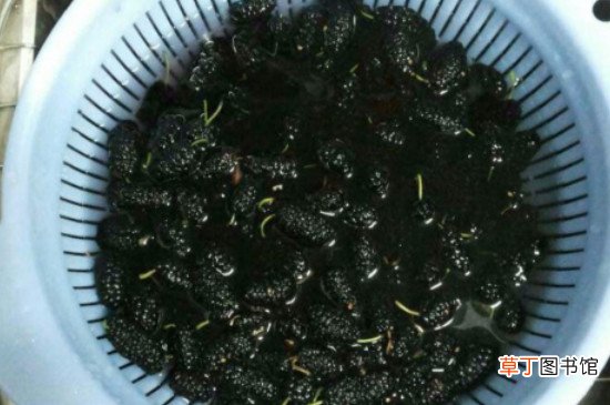 桑葚怎样熬成桑葚酱