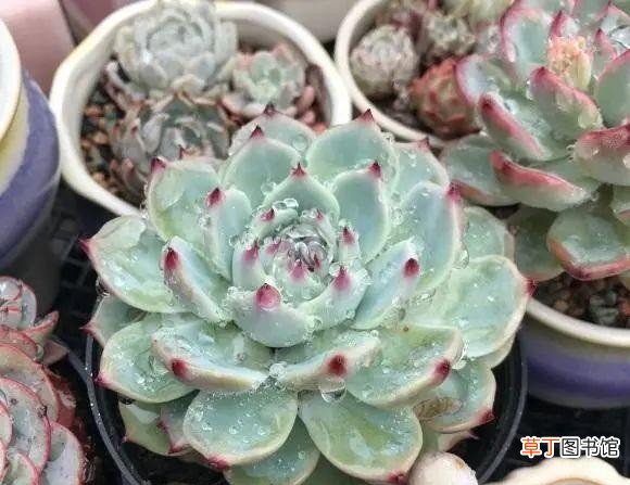 多肉植物的10大养护技巧 多肉种植的注意事项