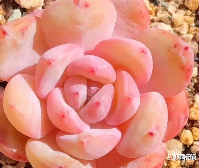 多肉植物的10大养护技巧 多肉种植的注意事项