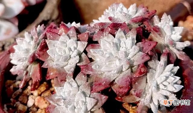 多肉植物的10大养护技巧 多肉种植的注意事项