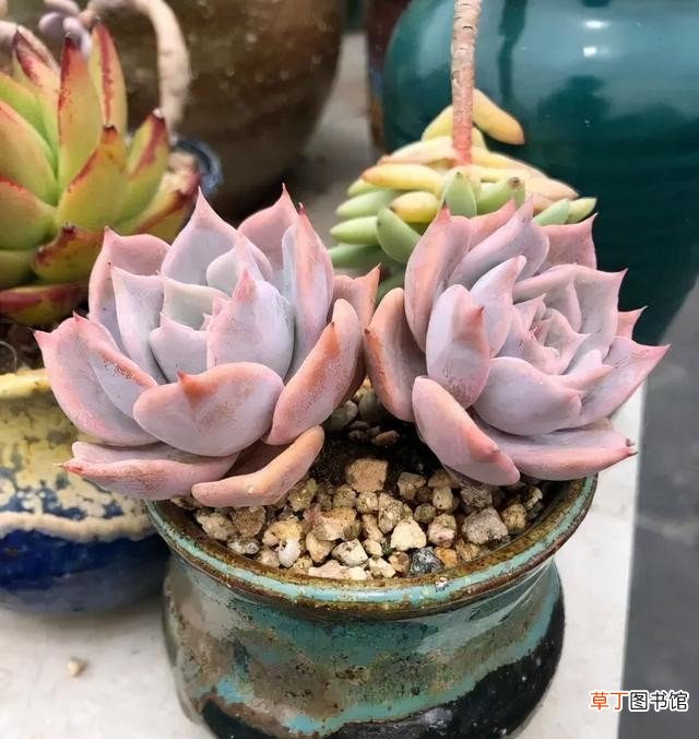 多肉植物的10大养护技巧 多肉种植的注意事项