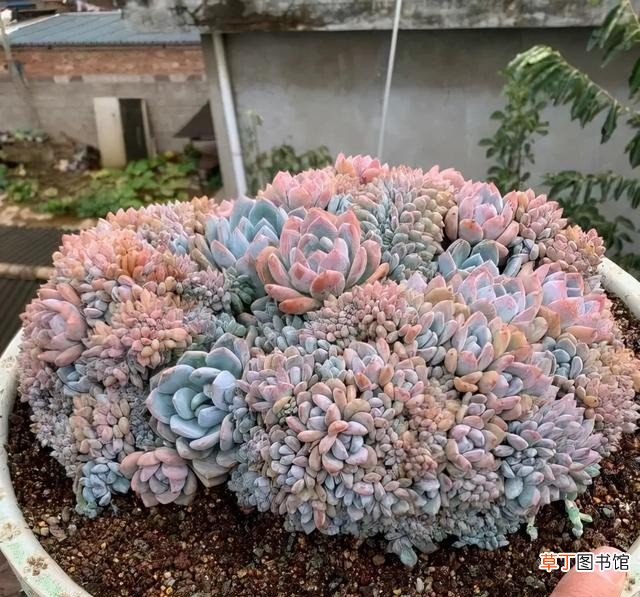 多肉植物的10大养护技巧 多肉种植的注意事项