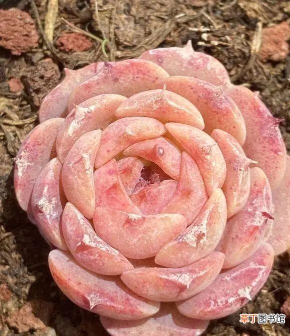 多肉植物的10大养护技巧 多肉种植的注意事项