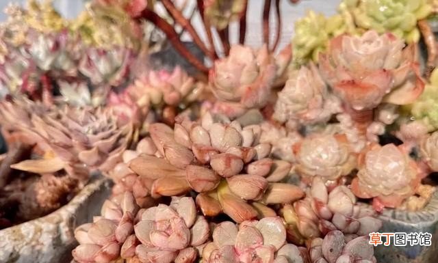 多肉植物的10大养护技巧 多肉种植的注意事项