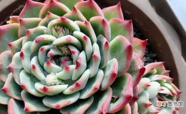 多肉植物的10大养护技巧 多肉种植的注意事项