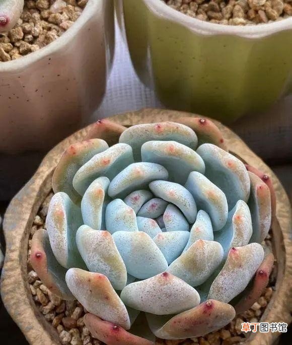多肉植物的10大养护技巧 多肉种植的注意事项