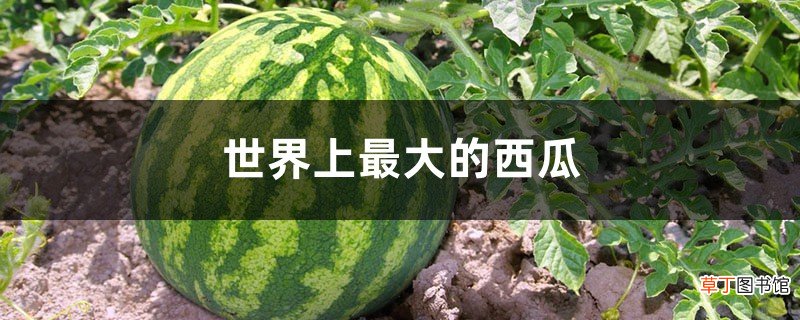 世界上最大的西瓜有多大，产地在哪里