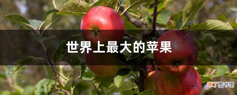 世界上最大的苹果有多大，在哪里