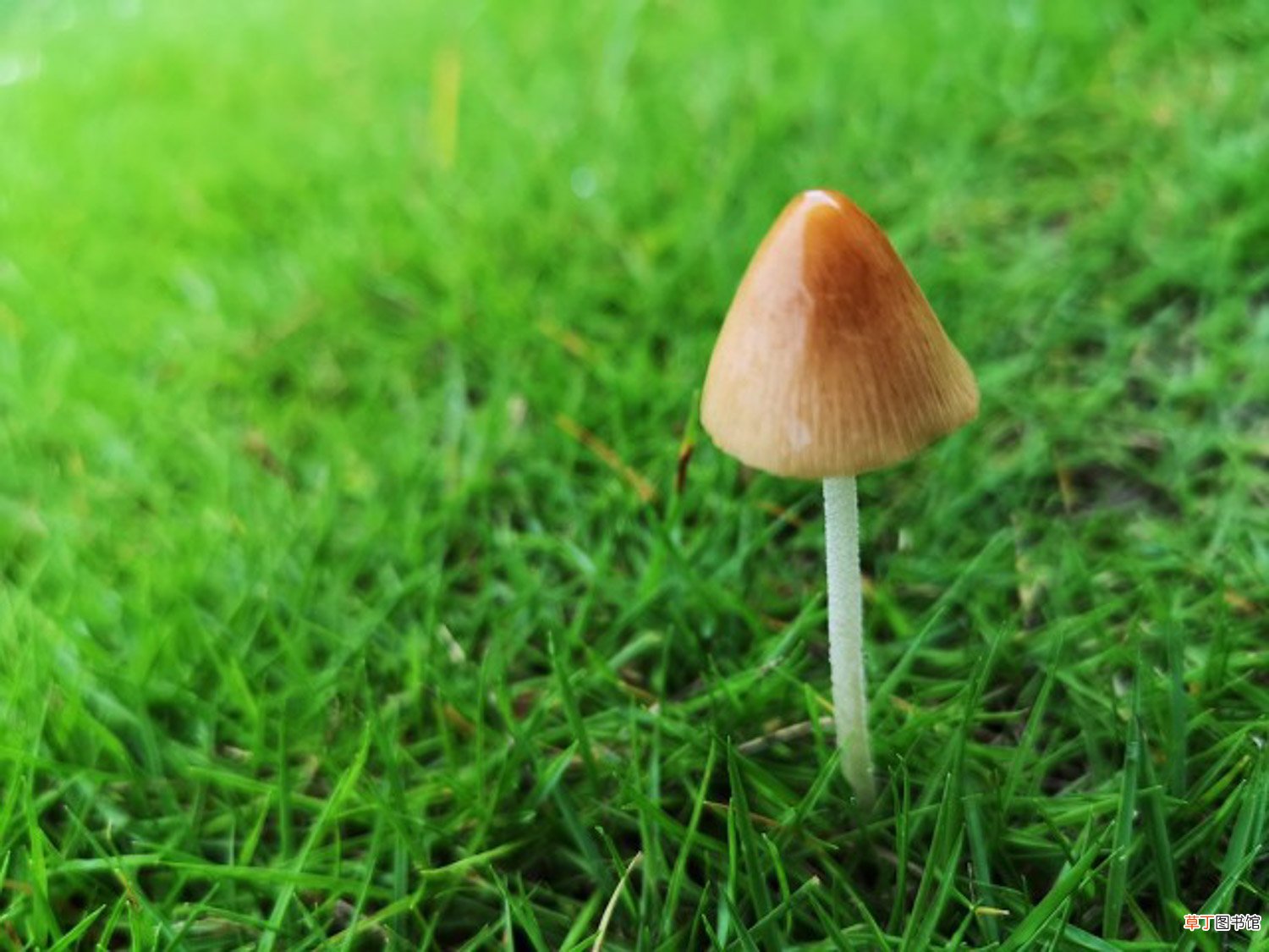 世界上最大的蘑菇有多大，长什么样子