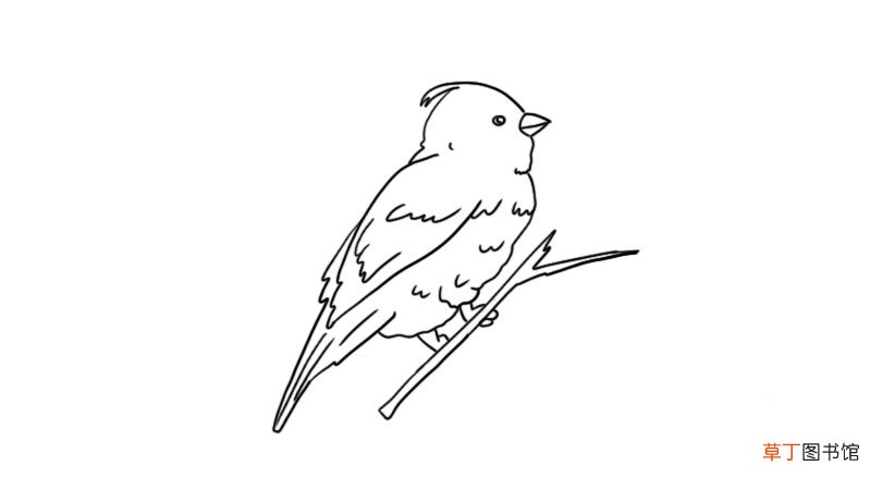 麻雀简笔画 麻雀简笔画怎么画