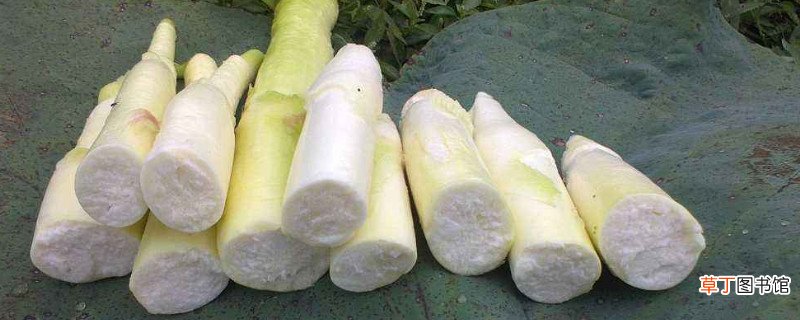 茭白什么人不能吃