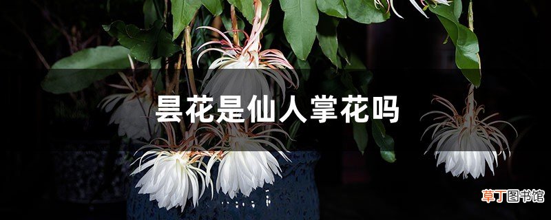 昙花是仙人掌花吗，怎么修剪