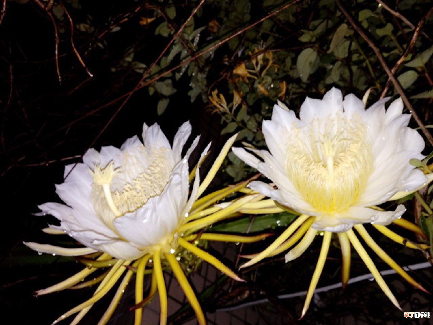 昙花是仙人掌花吗，怎么修剪
