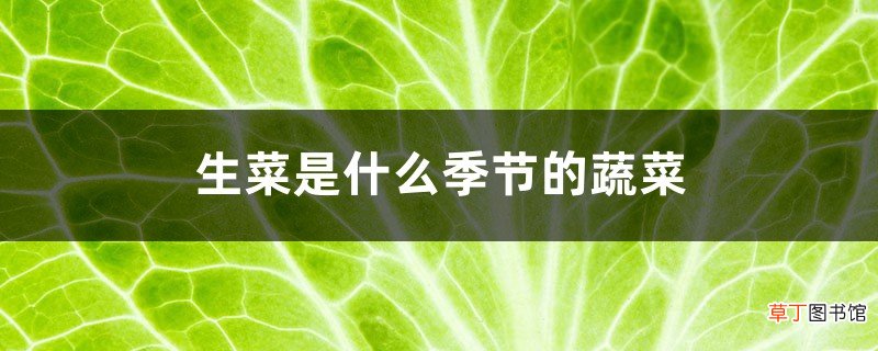 生菜是什么季节的蔬菜,怎么做好吃又简单