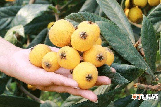 枇杷没熟可以吃吗