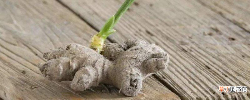 生姜长芽还能吃么
