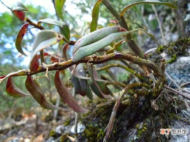 5种濒危植物野外遇到不要挖 世界濒临灭绝的植物