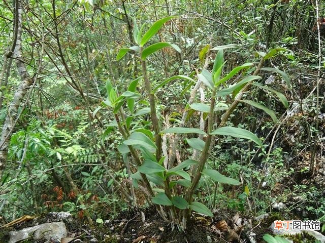 5种濒危植物野外遇到不要挖 世界濒临灭绝的植物
