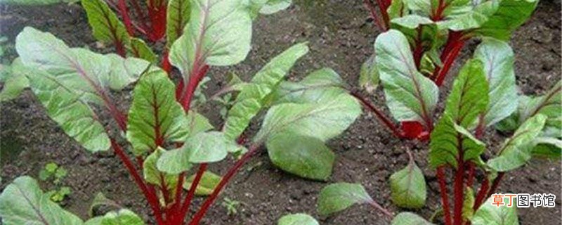 叶菾菜的养殖方法和注意事项