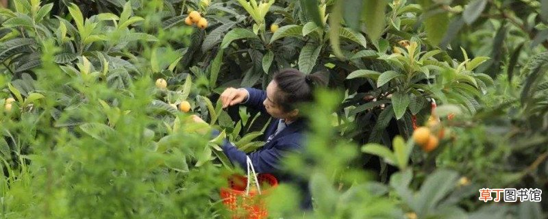 怎么摘树上的枇杷
