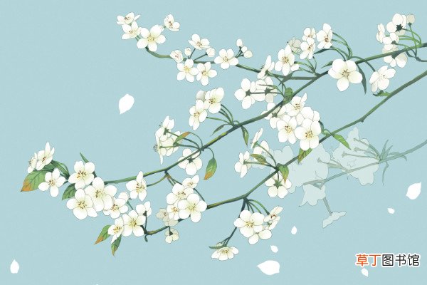 一朵梨花压海棠全诗一朵梨花压海棠啥意思