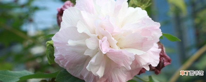 晚春描写了怎样的景象 晚春描写的景象