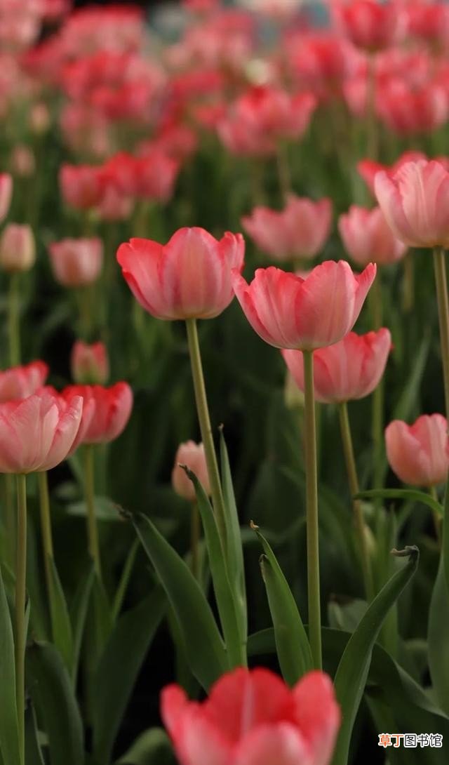女神节致最美的她 女神节赞美女神的唯美句子