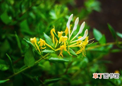 忍冬花与金银花的区别-简短介绍