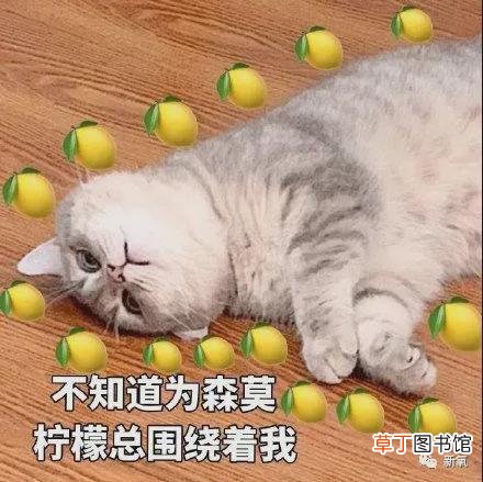 在金钱面前，郑爽的疯魔和葛朗台不相上下