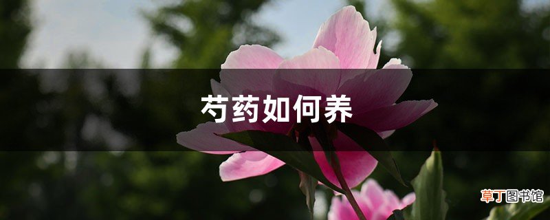 芍药如何养，盆栽芍药的养殖方法