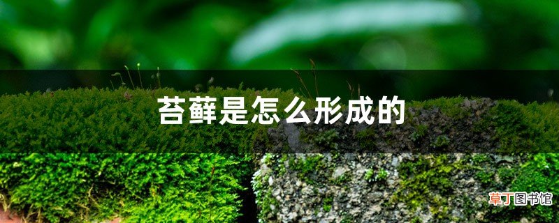 苔藓是怎么形成的，怎么让花盆里长苔藓