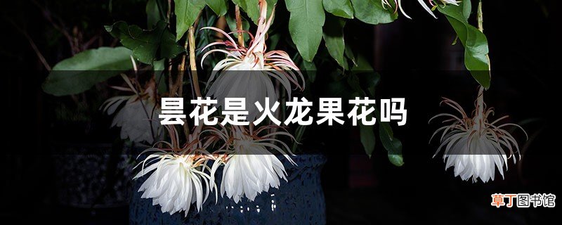 昙花是火龙果花吗，怎么扦插