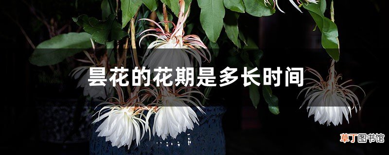 昙花的花期是多长时间，开花代表什么预兆