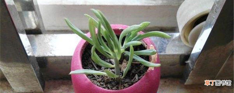 奔龙的养殖方法和注意事项