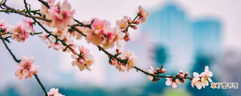遥望桃花处是什么诗 遥望桃花处谁的诗