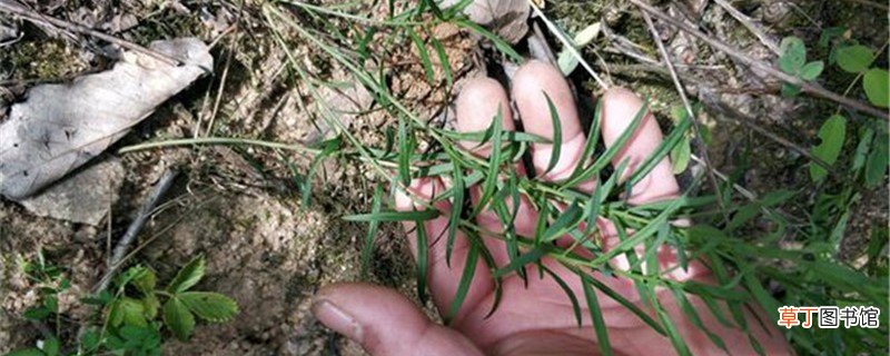 百蕊草的养殖方法和注意事项