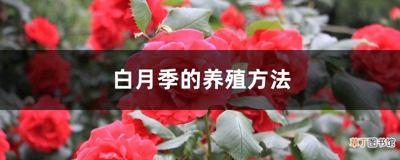 白月季的养殖方法和注意事项