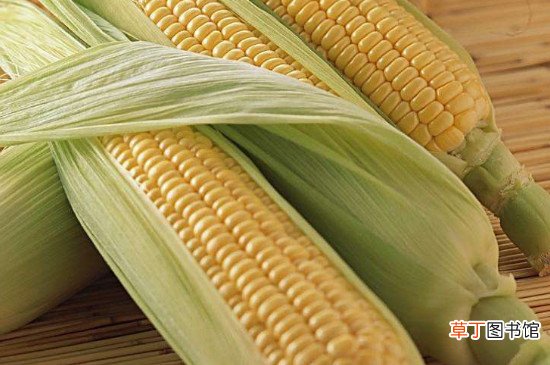 玉米代替主食会发胖吗