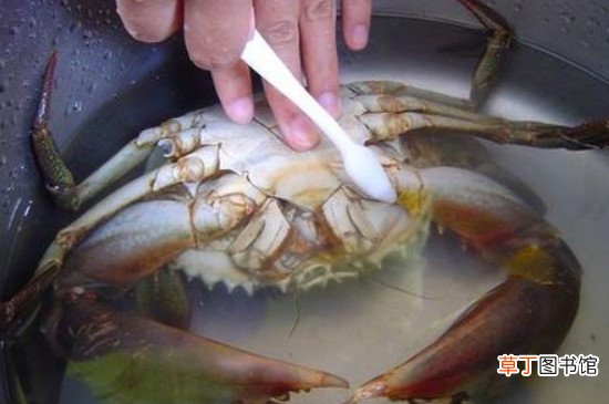 清蒸螃蟹的做法和步骤