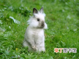 兔子的尾巴歇后语是什么-简短介绍