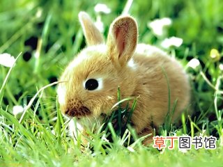 兔子的尾巴歇后语是什么-简短介绍