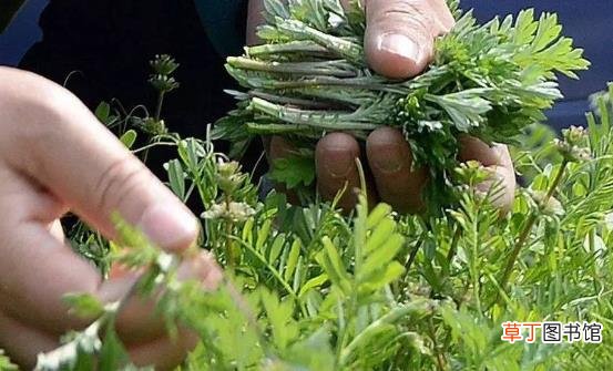 野菜的营养价值 野苋菜的好吃做法简单易学哦
