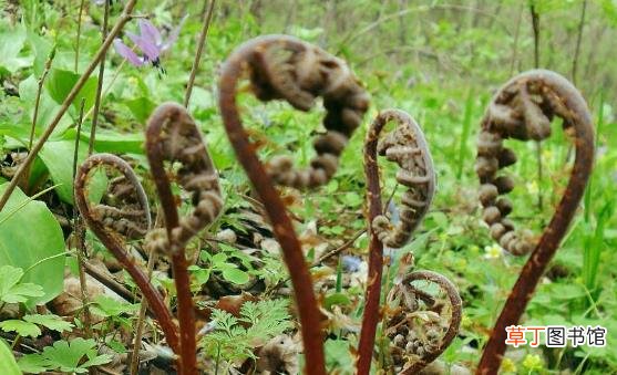野菜的营养价值 野苋菜的好吃做法简单易学哦