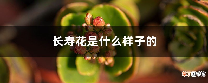 长寿花是什么样子的，是酸性还是碱性